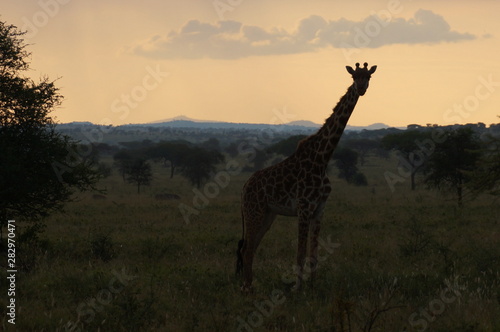 giraffe in serengeti national park tanzania africa
