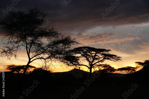 Amazing Acacia Trees in Africa