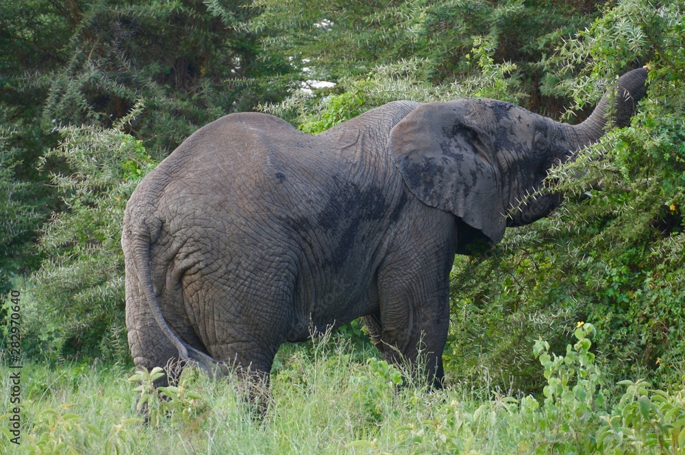 Fototapeta premium elephant in the Ngorongoro crater