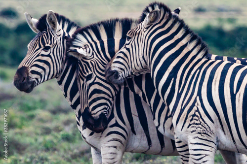 zebras in nature