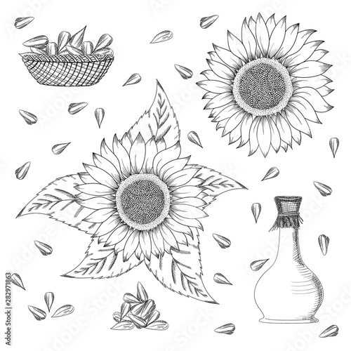 Sunflower seed and flower vector drawing set. Hand drawn isolated illustration. Food ingredient vintage sketch.