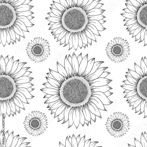 Sunflower seamless pattern. Hand drawn illustration. Food ingredient vintage sketch.