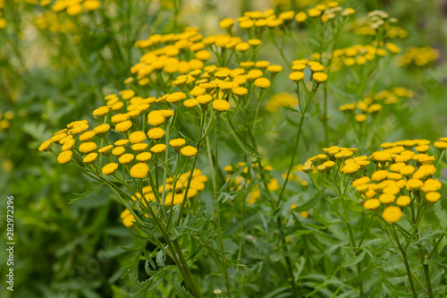 Yellow flower of Tanacetum vulgare in natural background. Medicinal plants in the garden.