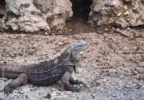 common iguana  on isolated soil background  iguana island