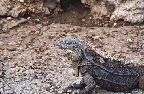 common iguana  on isolated soil background  iguana island