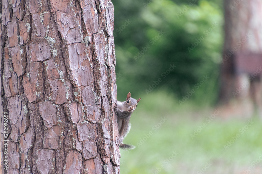 Obraz premium Peeking Squirrel