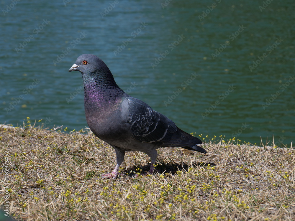 Obraz premium Taube am Fluss