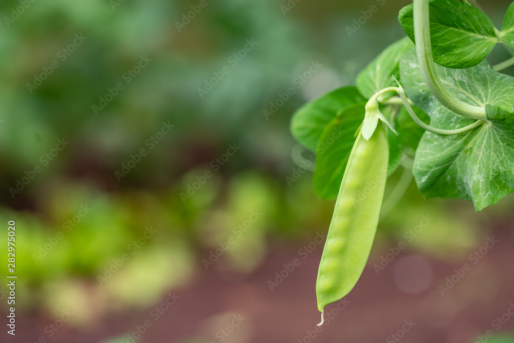 Pea Pod garden view landscape Pea Pod garden view landscape