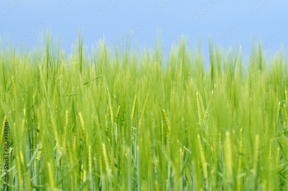 view into green barley field on sunny spring day view into green barley field on sunny spring day