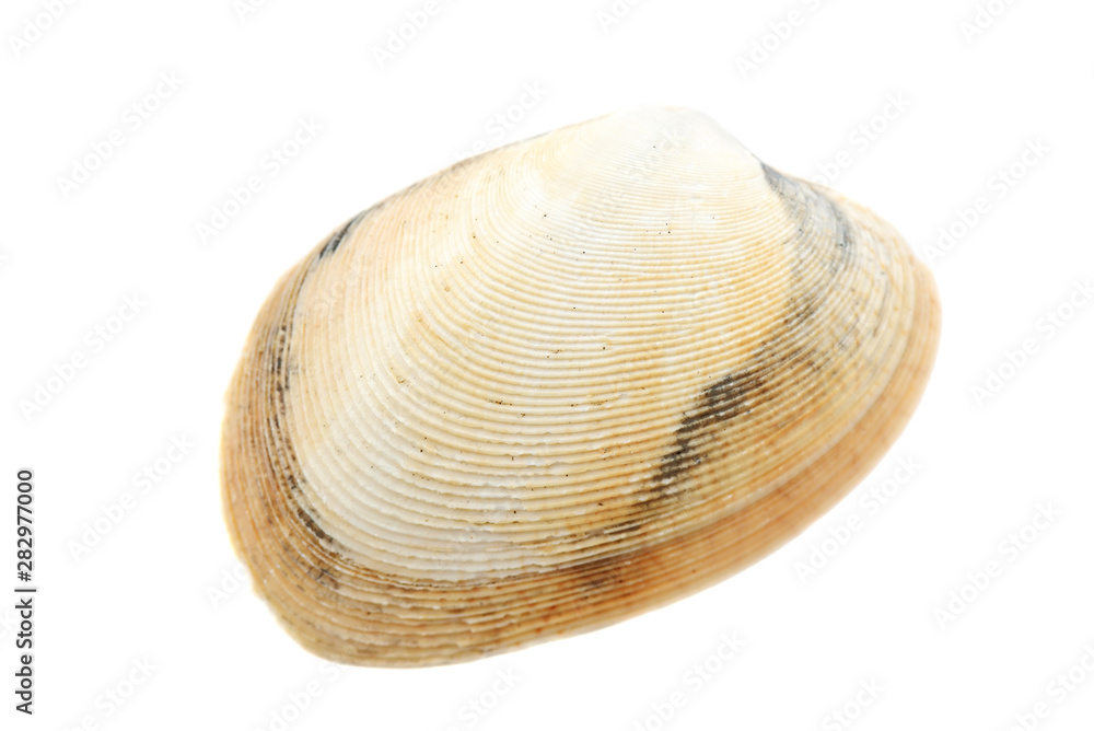 Beautiful seashell isolated on white background close-up Beautiful seashell isolated on white background close-up