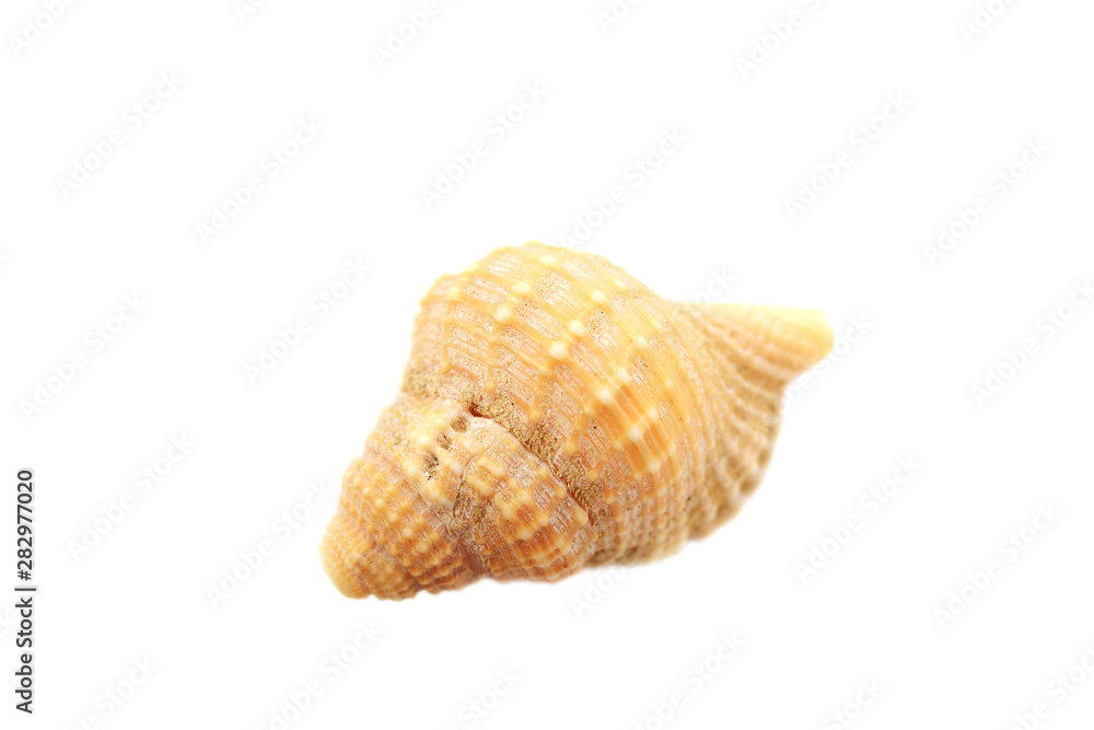 Beautiful seashell isolated on white background close-up Beautiful seashell isolated on white background close-up