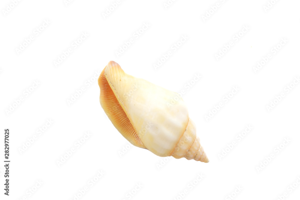 Beautiful seashell isolated on white background close-up Beautiful seashell isolated on white background close-up