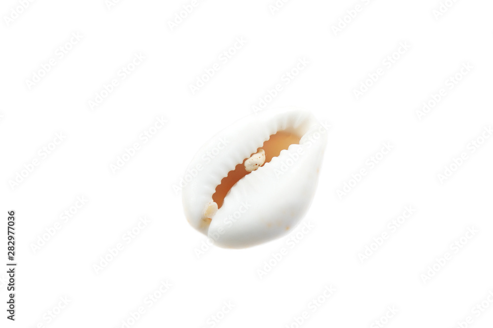 Beautiful seashell isolated on white background close-up Beautiful seashell isolated on white background close-up