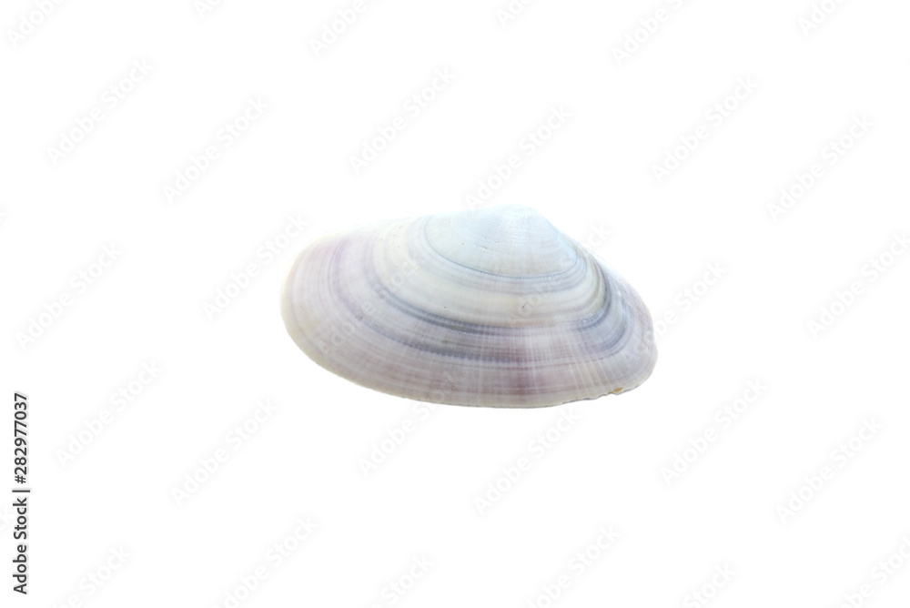 Beautiful seashell isolated on white background close-up Beautiful seashell isolated on white background close-up