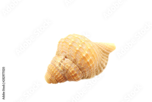 Beautiful seashell isolated on white background close-up
