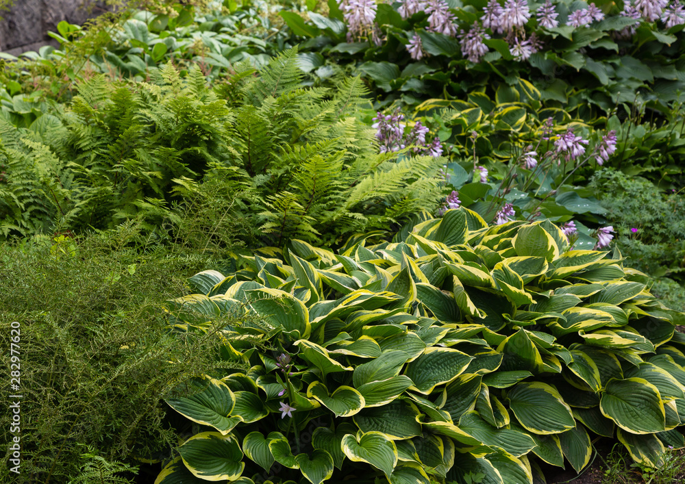 Hosta Plant in garden. Beautiful blooming hosts in the garden. Hostа plant for the shady garden. Green hostа in the Park. Hosta Plant in garden. Beautiful blooming hosts in the garden. Hostа plant for the shady garden. Green hostа in the Park.