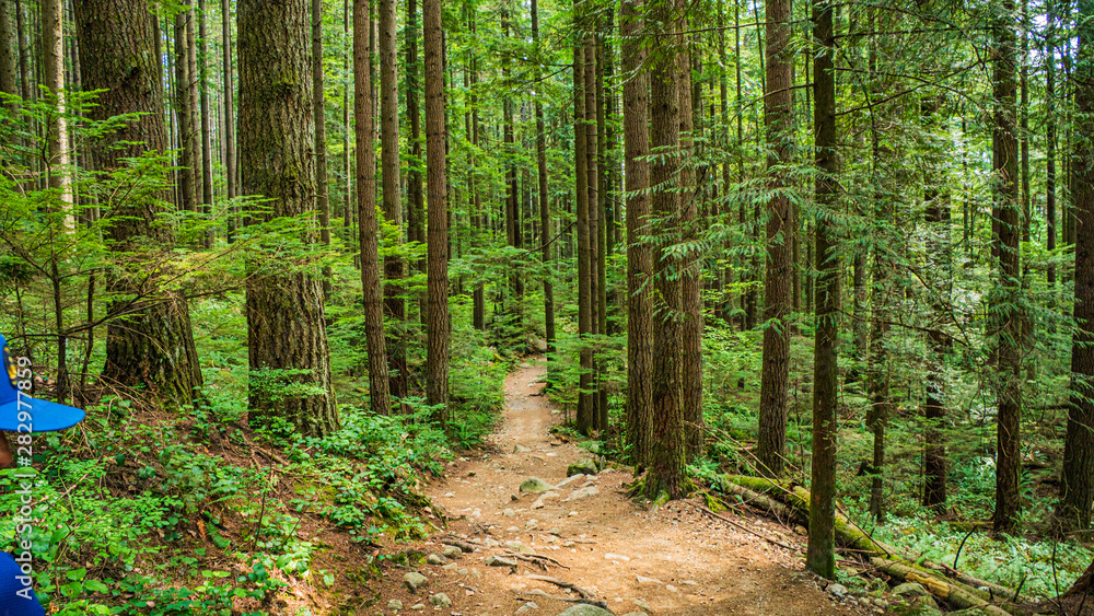 Fototapeta Trail Down From Headwaters At Lynn Valley Park - Summer