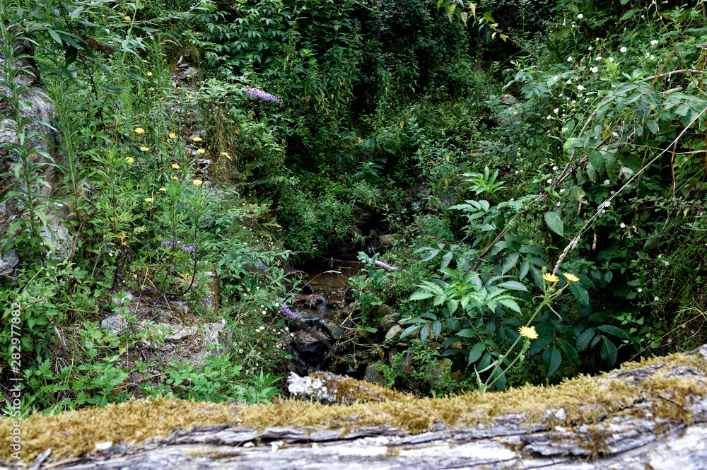 Fototapeta premium stream in forest