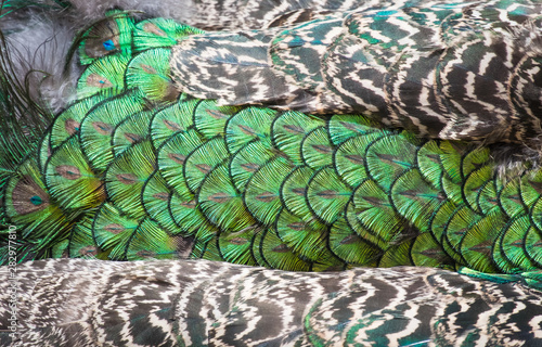 Beautiful colors and patterns of peacock feathers