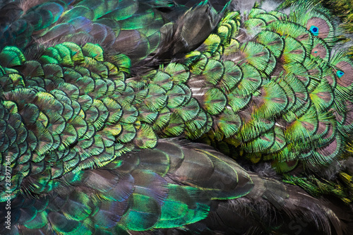 Beautiful colors and patterns of peacock feathers