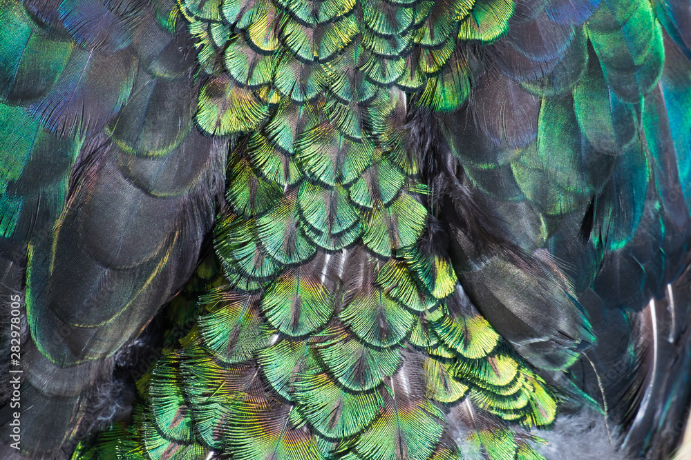 Obraz premium Beautiful colors and patterns of peacock feathers