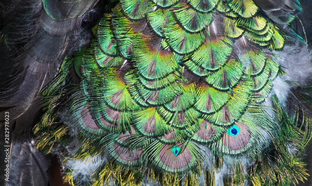 Obraz premium Beautiful colors and patterns of peacock feathers