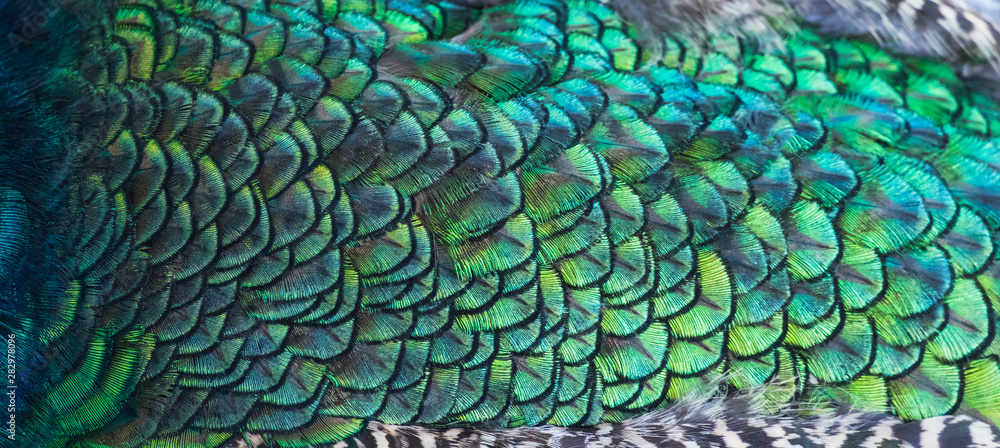 Fototapeta premium Beautiful colors and patterns of peacock feathers