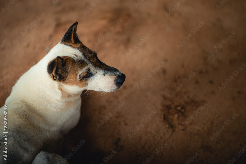 Obraz premium White dog lying on the ground