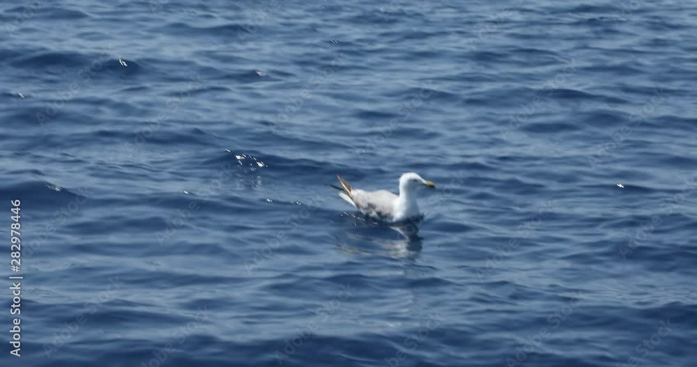 One beautiful seagull swimming on blue mediterranean sea One beautiful seagull swimming on blue mediterranean sea