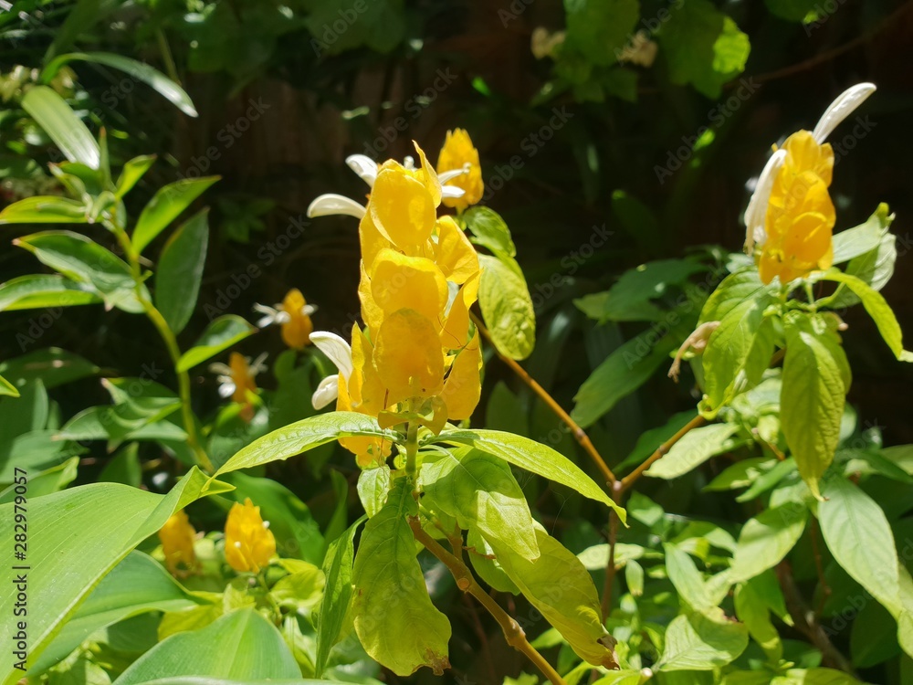 Flower Flower