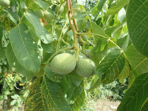 green unripe wallnuts on a tree branch