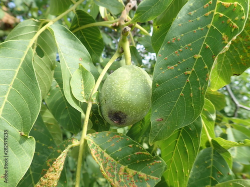 green unripe wallnuts on a tree branch