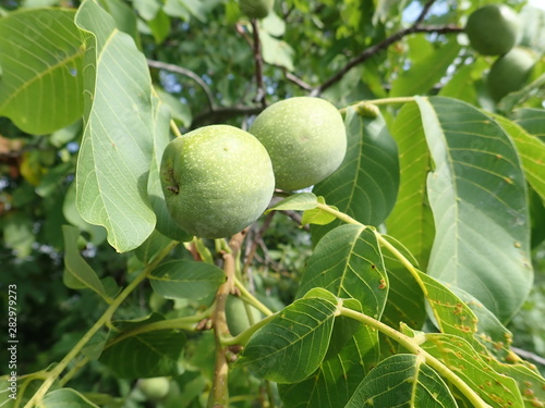 green unripe wallnuts on a tree branch