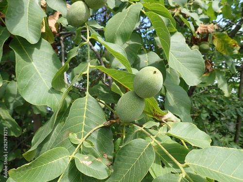 green unripe wallnuts on a tree branch