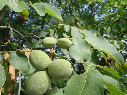 green unripe wallnuts on a tree branch