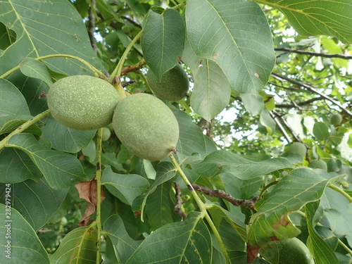 green unripe wallnuts on a tree branch