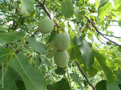 green unripe wallnuts on a tree branch