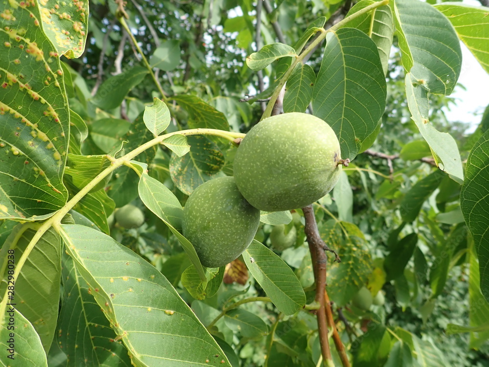 green unripe wallnuts on a tree branch