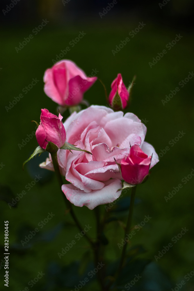 Pink rose with four buds
