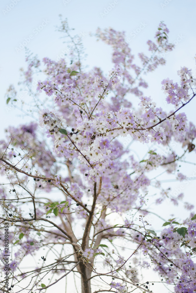 Purple flowers on a blurred background. Purple flowers on a blurred background.