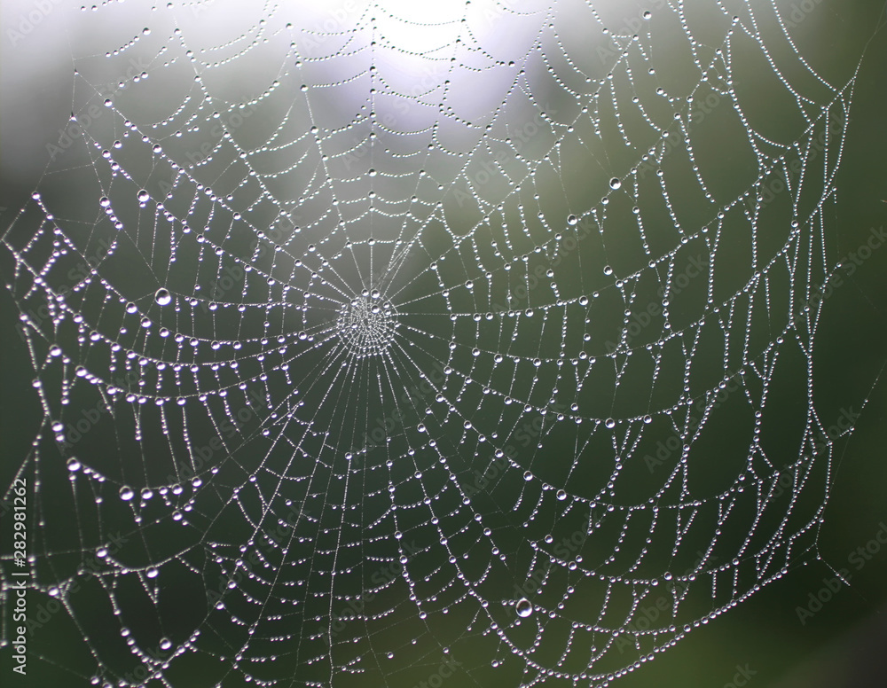 Beautiful spider web with dew drops. Shiny web. Beautiful spider web with dew drops. Shiny web.