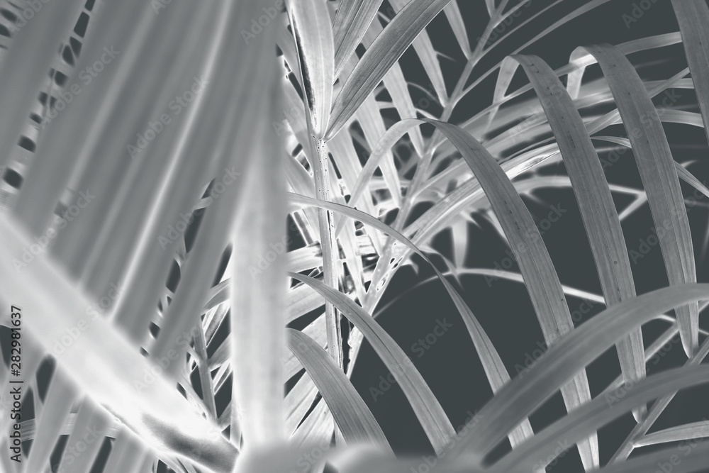 tropical palm leaf tree on wall background tropical palm leaf tree on wall background