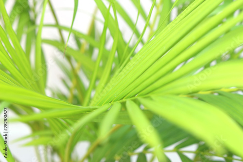 tropical green palm leaf tree on white wall background