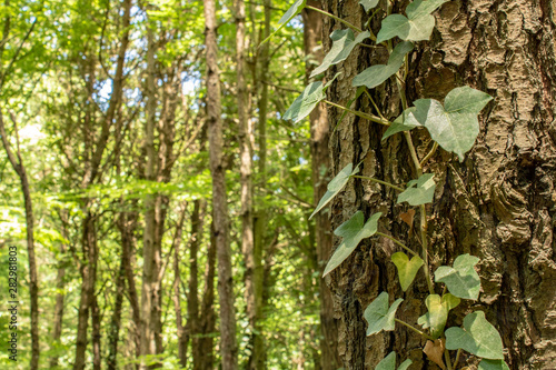 Close up of tree ivy.