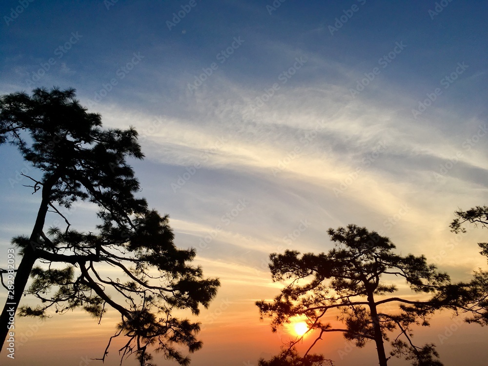 Silhouette of pine trees with sunset light and blue sky