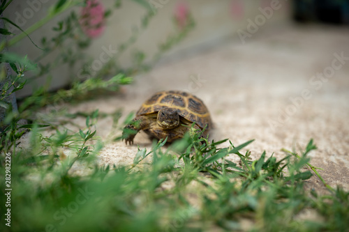 turtle on green grass