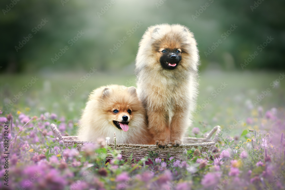 Pomeranian Spitz puppies, outdoors
