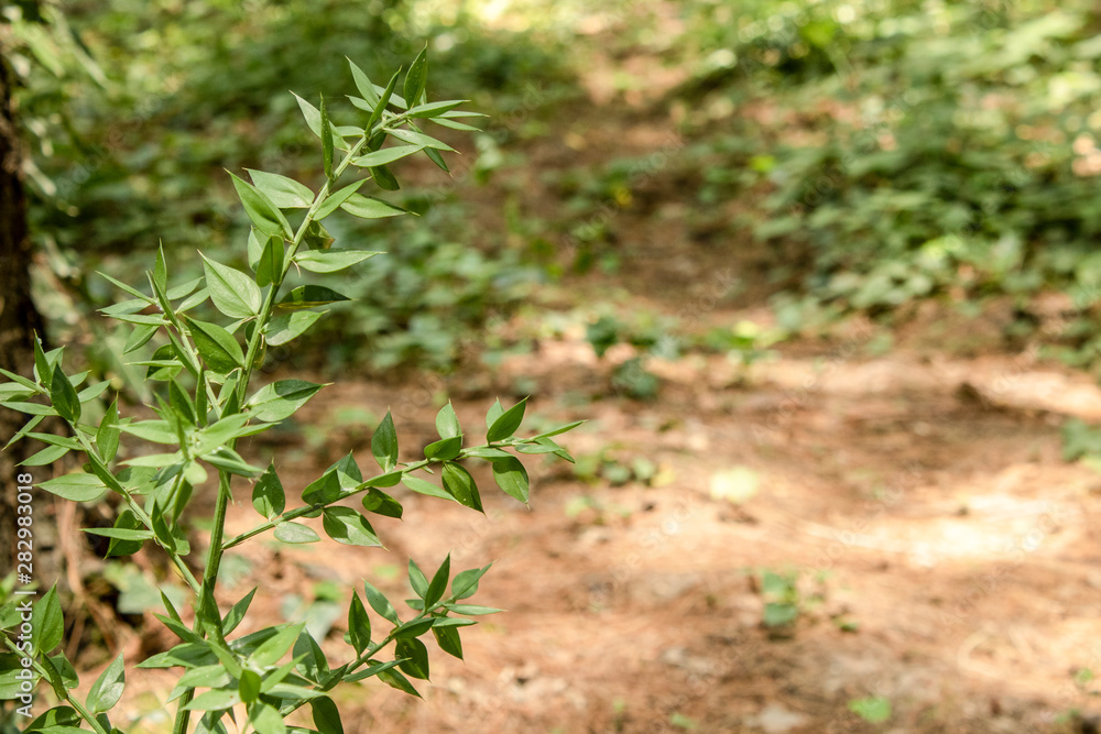 Close-up of the leaves of Butcher's broom plant. The photo was taken in the woods. Close-up of the leaves of Butcher's broom plant. The photo was taken in the woods.