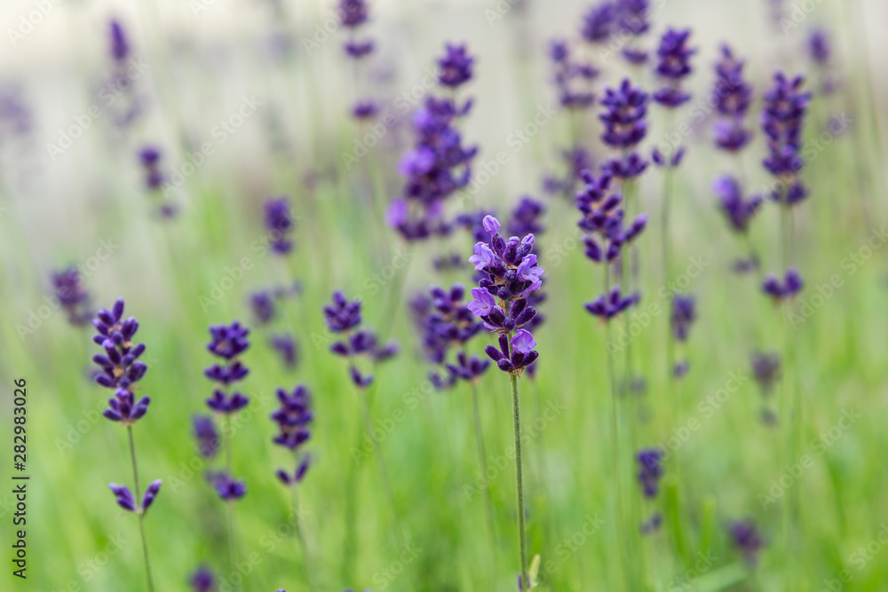 Lavender blooms in the garden. Aromatic and medicinal plants in the garden. Purple and blue lavender flowers. Natural background of lavender plants. Lavender blooms in the garden. Aromatic and medicinal plants in the garden. Purple and blue lavender flowers. Natural background of lavender plants.