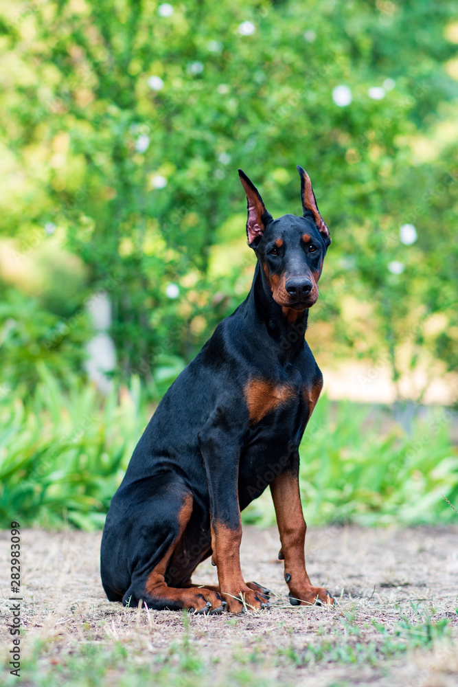 lovely funny black doberman puppy lovely funny black doberman puppy